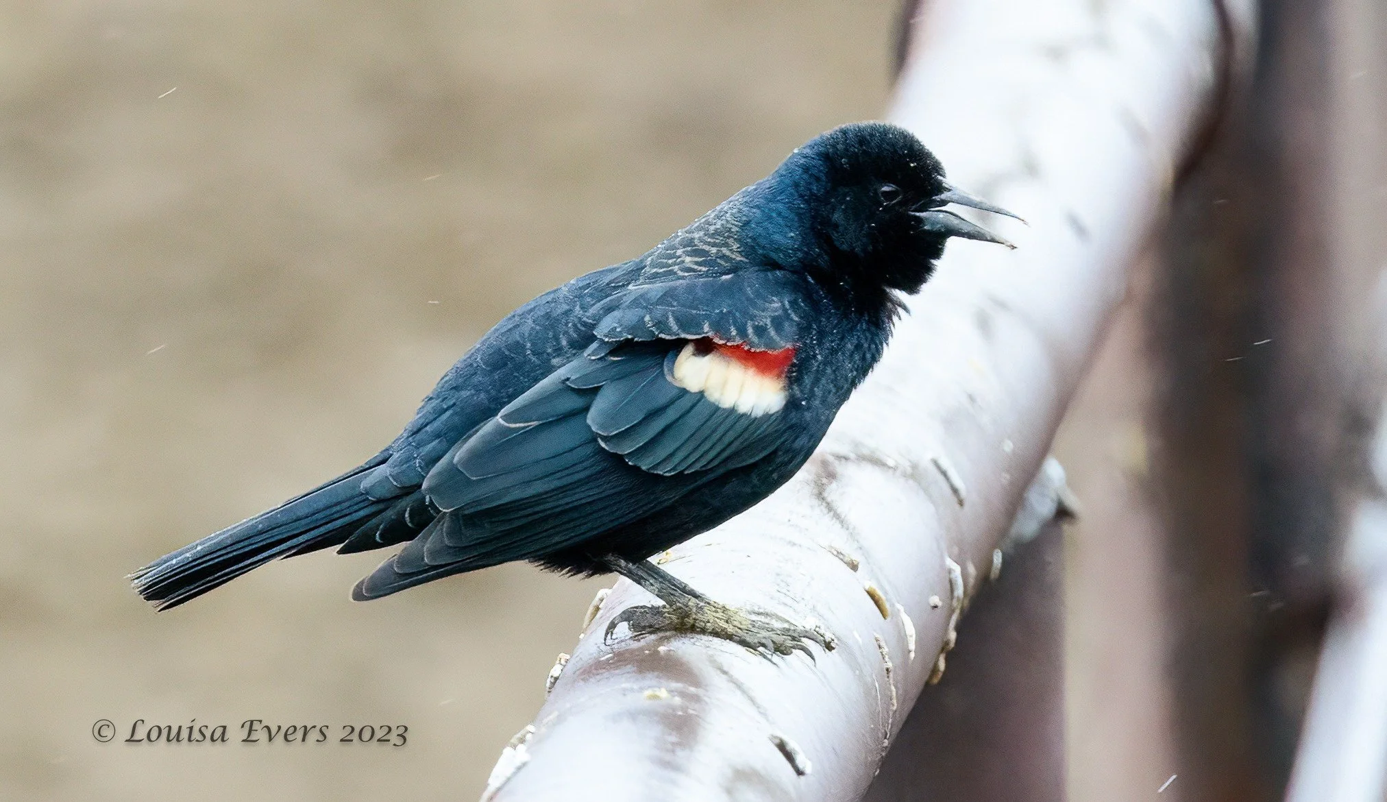 Are Tricolored Blackbirds Here to Stay? — Golden Eagle Audubon